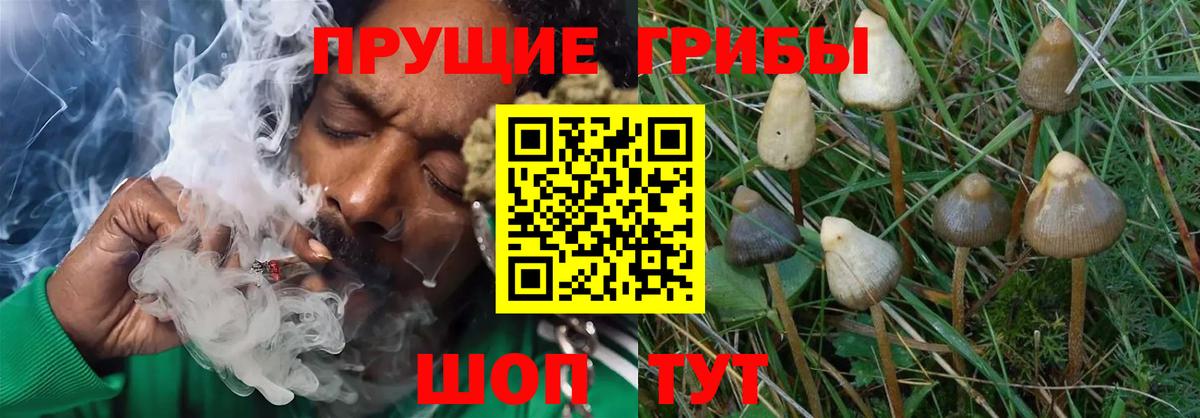 Галлюциногенные грибы GOLDEN TEACHER Людиново